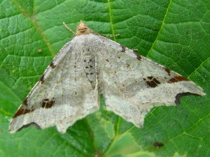 Macaria alternata.JPG