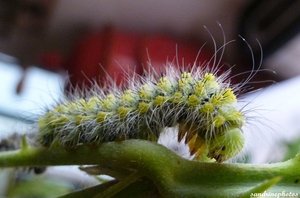 7 juin 2012 élevage de chenilles de petit paon de nuit Bouresse.jpg