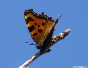 papillon Nymphalis Polychloros La Grande Tortue 25 mars 2012 Bouresse.JPG