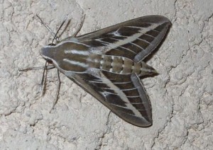 Papillon Lysiane.JPG