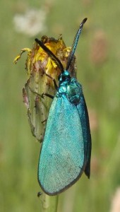 1891 Zygaenidae Adscita statices  2009.05.22 (17p%).JPG