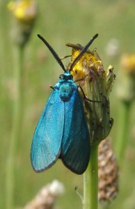 1891 Zygaenidae Adscita statices  2009.05.22 (18p%).JPG