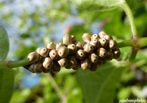 Grappe d'oeufs sur ronce et lierre-Bouresse Poitou-Charentes (1).jpg