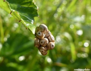 Grappe d'oeufs sur ronce et lierre-Bouresse Poitou-Charentes.jpg