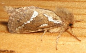 173 Korscheltellus lupulinus, louvette 2009.05.22 (9p%).JPG