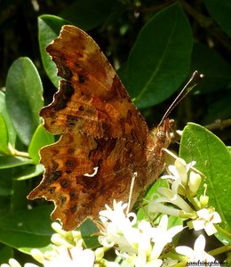 Polygonia c-album Le gamma 13 juin 2012 Bouresse Poitou-Charentes (2).jpg