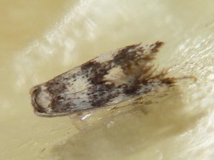 Lichenotinea maculata (6).JPG