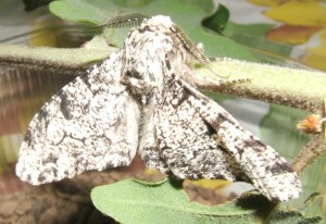 naissance 2009.05.22 4016 Geometridae, ennominae, Biston betularia, Phalène du bouleau à confirmer %.JPG