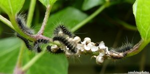 Naissance de chenilles de Bombyx de la Ronce Macrothylacia Rubi 16 juin 2012.jpg