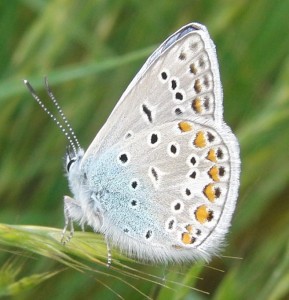 Polyommatus icarus azuré de la bugrane 2009.05.23 (3p%).JPG