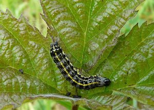 chenille TBD - Marais d'Harchies - 201205 - 1.jpg