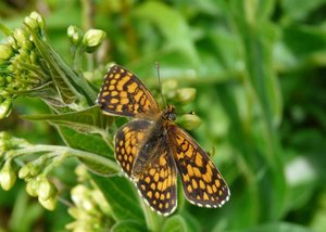 Mélitée du mélampyre - Mellicta athalia - Vercors 2012 (2) - pour identif..jpg