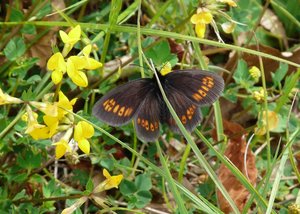 Moiré lancéolé - Erebia alberganus Vercors 2012 - a confirmer - pour identif..jpg