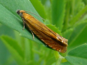 Lathronympha strigana.JPG