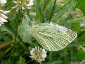 Papillon blanc 19 juin 2012 Bouresse Poitou-Charentes.jpg