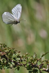 Aporia crataegi (3.jpg