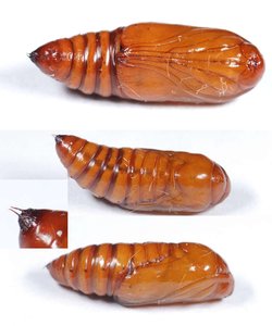 X1 Chrysalide - 18062012.jpg