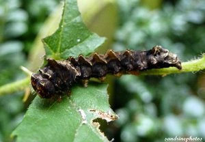 chenille noire et dorée Bouresse 20 juin 2012..jpg