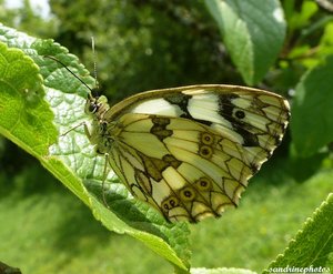 Melanargia galathea Le demi deuil Papillons de jour Bouresse Poitou-Charentes (5).jpg