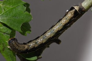 Orthosia munda 09-05-2012.JPG