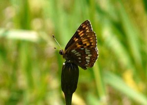 Lucine (Hamearis lucina) - Vercors - 201206 (1) rev.jpg