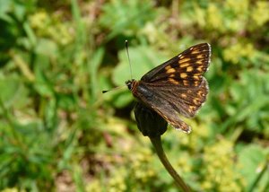 Lucine (Hamearis lucina) - Vercors - 201206 (2) rev.jpg