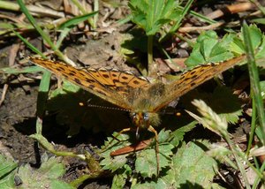 Grand collier argenté - Boloria euphrosyne - Vercors - 201206 (8) rev.jpg