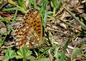 Grand collier argenté - Boloria euphrosyne - Vercors - 201206 (6) rev.jpg