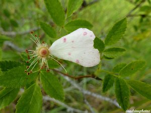 Drôle de papillon  .jpg