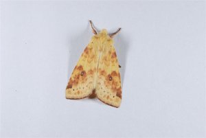 Xanthia icteritia 23062012.jpg