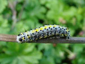 Diloba caeruleocephala.JPG (142.94 Kio) Consulté 2447 fois Diloba caeruleocephala.JPG