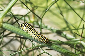 Papilio machaon-2133.jpg