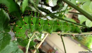 chenille de petit paon de nuit 25 juin 2012 (46 jours).jpg