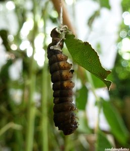 chenille de Thyatira Batis Juin 2012 Bouresse Poitou-Charentes  (4).JPG