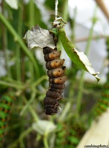 chenille de Thyatira Batis Juin 2012 Bouresse Poitou-Charentes  (2).JPG