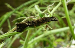 chenille de Thyatira Batis Juin 2012 Bouresse Poitou-Charentes  (1).jpg