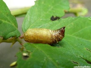 chenille de Thyatira Batis La batis Depranidae Juin 2012 Bouresse Poitou-Charentes  (18).jpg