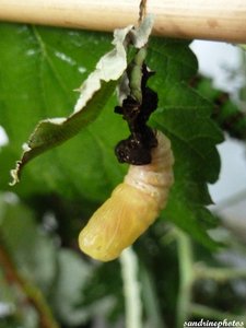 chenille de Thyatira Batis La batis Depranidae Juin 2012 Bouresse Poitou-Charentes  (15).jpg