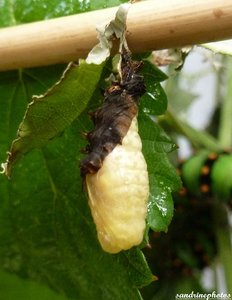 chenille de Thyatira Batis La batis Depranidae Juin 2012 Bouresse Poitou-Charentes  (11).jpg