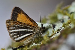 Isturgia limbaria 28062012.JPG