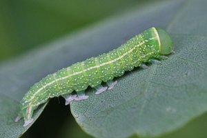Pseudoips prasinanus 26-06-2012.JPG