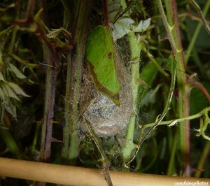 Jour des premiers cocons 29 juin 2012 Les chenilles ont 50 jours Bouresse Poitou-Charentes (5).jpg