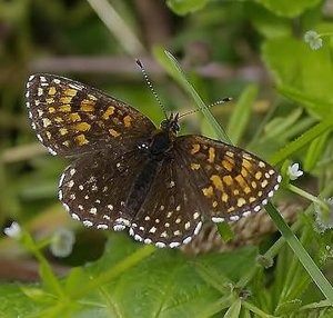 Melitaea diamina(La Melitée Noirâtre)_ROT1995.JPG