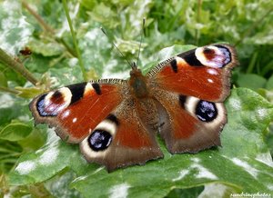 Paon de jour - Inachis Io - papillon de jour Bouresse Poitou-Charentes (10) GF.jpg