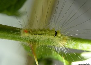 Petite chenille verte aux très longues soies 02 Juillet 2012 Bouresse Poitou-Charentes.jpg