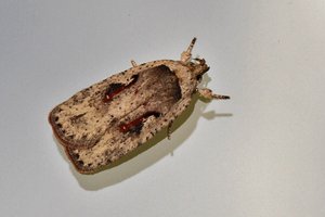 Agonopterix ocellana (2.JPG