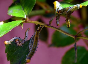 Chenilles dévoreuses de feuilles de rosiers (3)-r.JPG