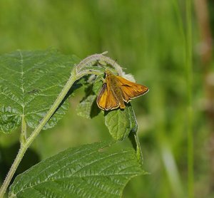 Thymelicus lineola(L'Hespérie du Dactyle).JPG