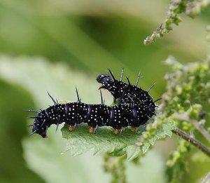 Inachis io-Chenille_du Paon de jour-ROT2883.JPG