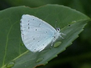 Azuré des nerpruns Celastrina argiolus (4).JPG